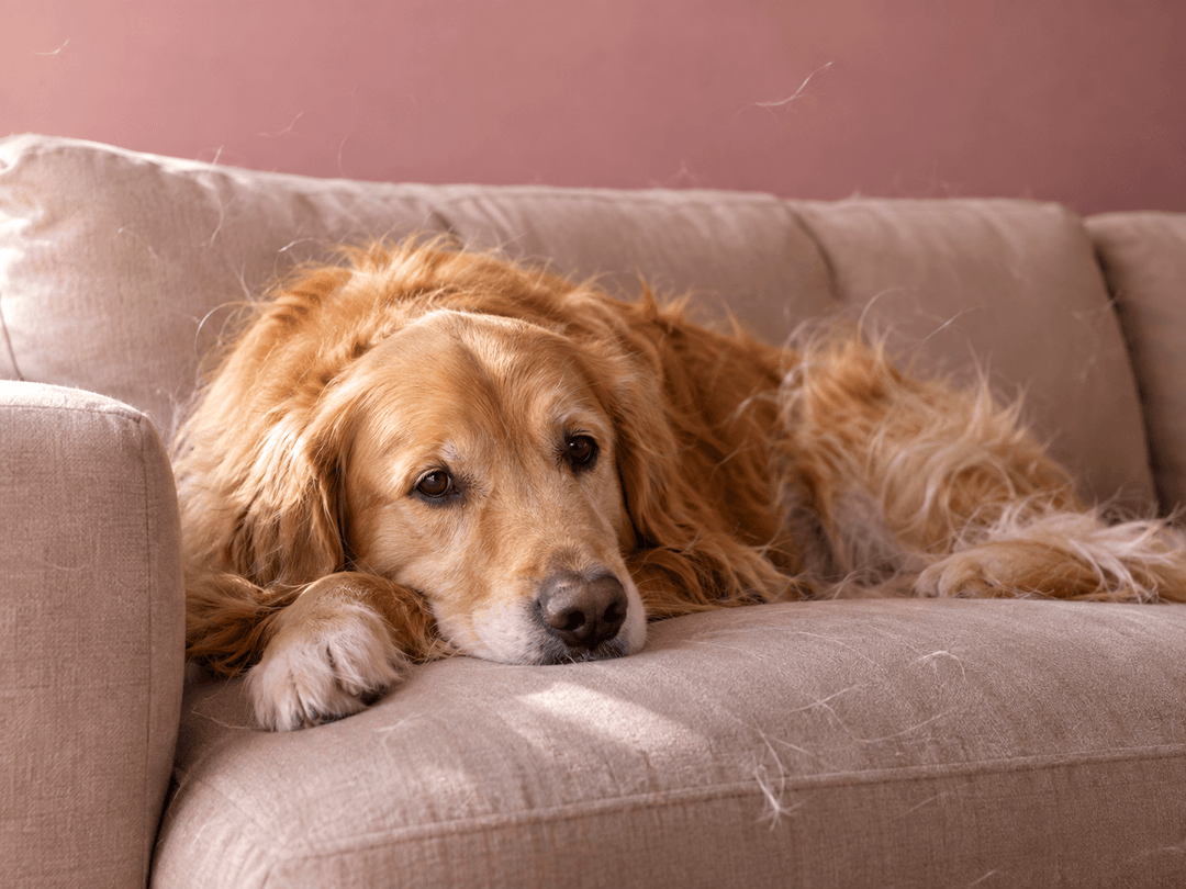 Hair belongs on the dog. Not on the sofa, your T-shirt or absolutely everything else.
